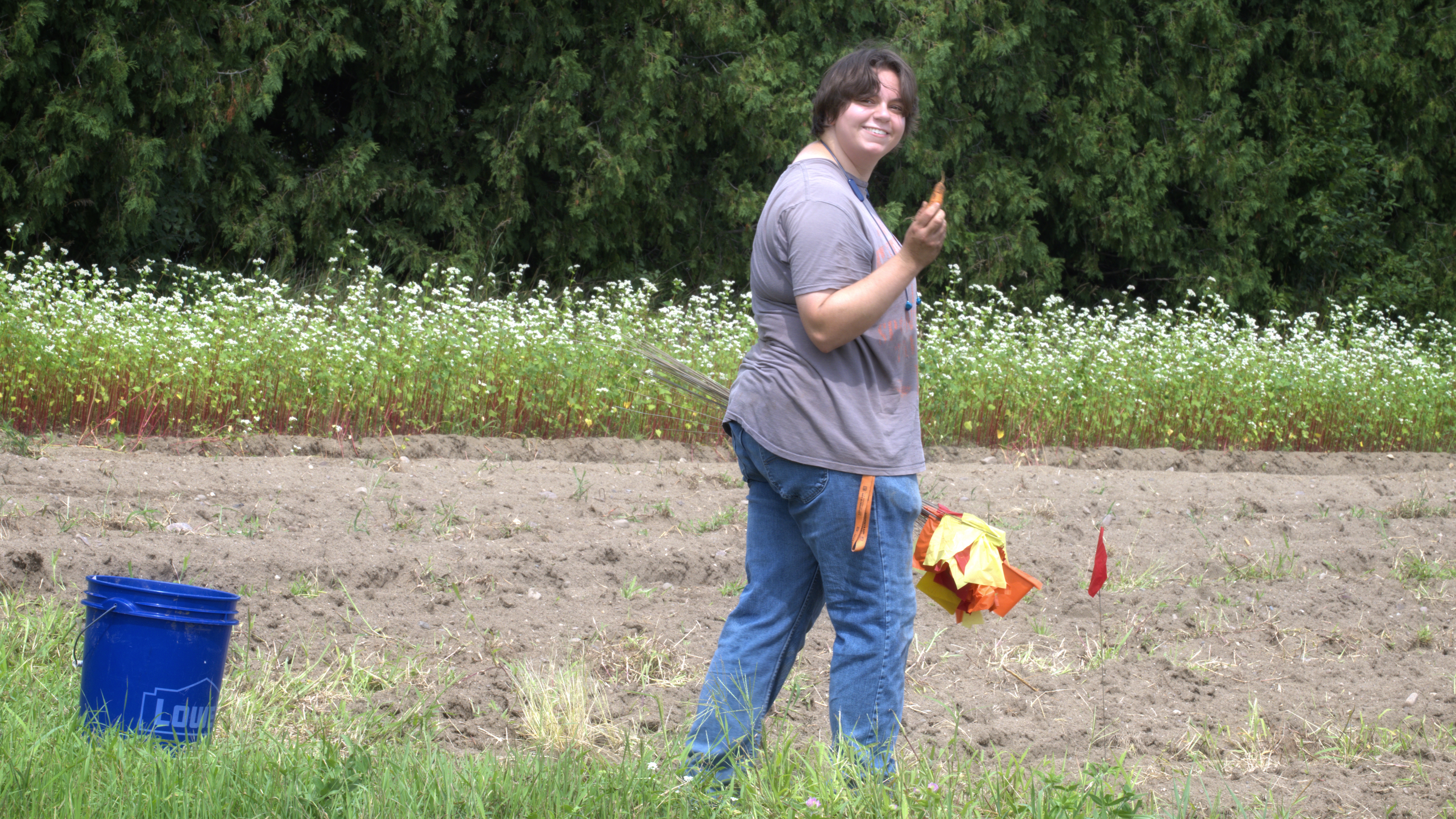 Kit Eller | Setting wireworm traps — Summer 2024